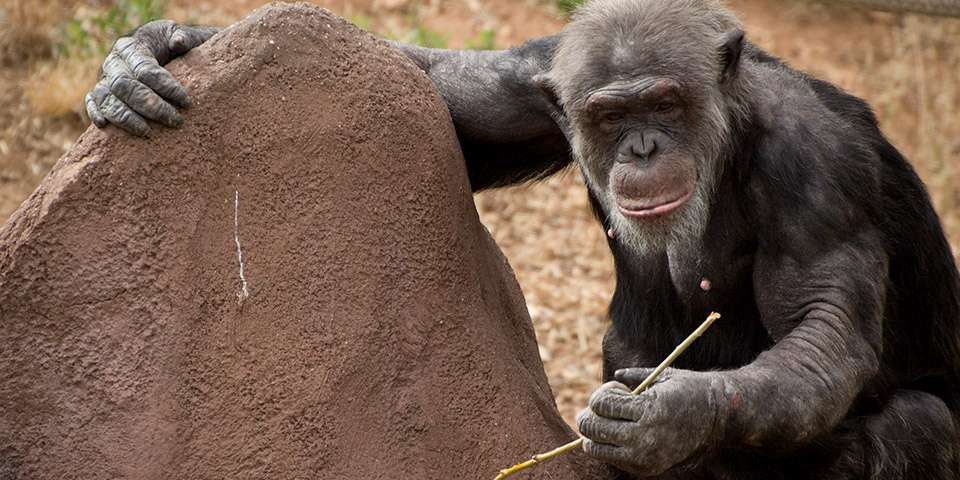 chimpanzee facts eating and living