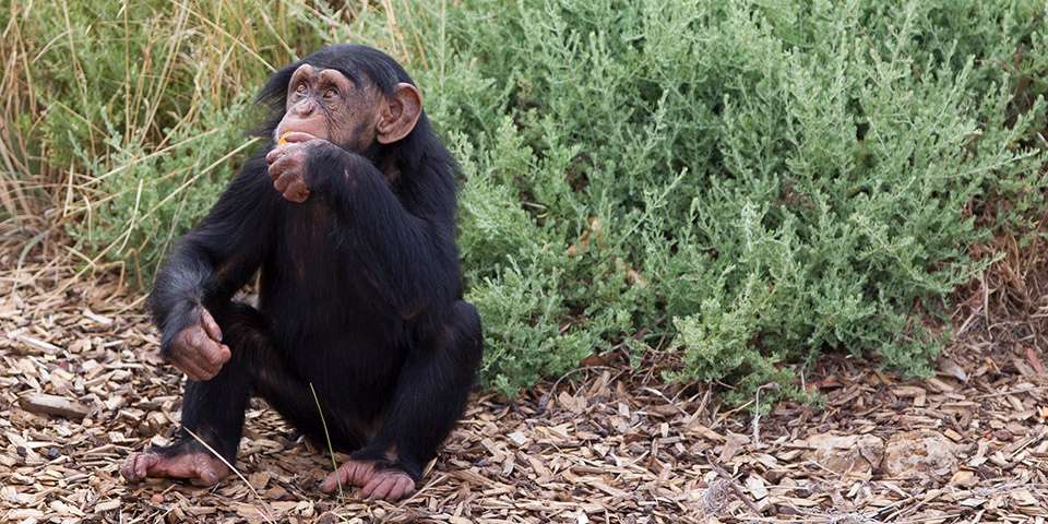 baby chimpanzee facts