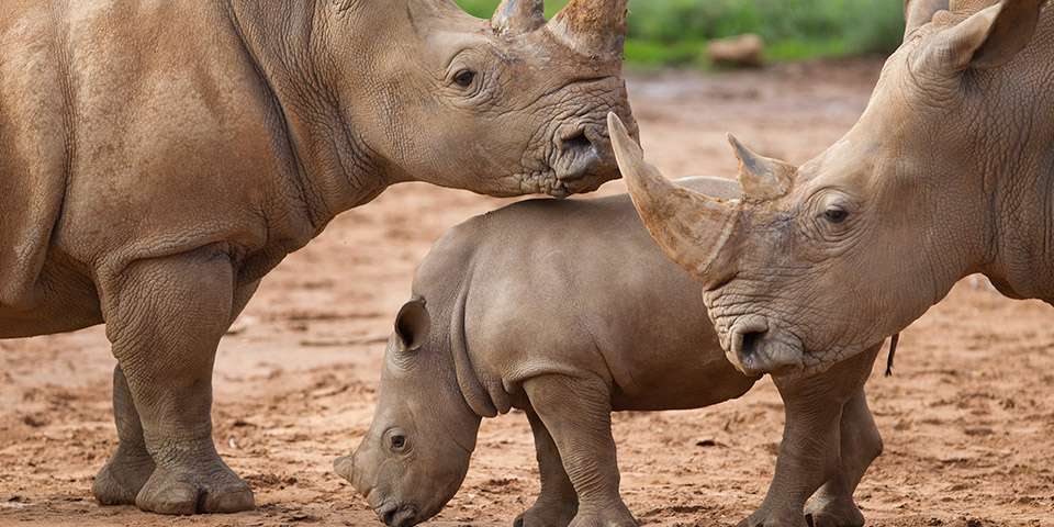 white rhinoceros interesting facts